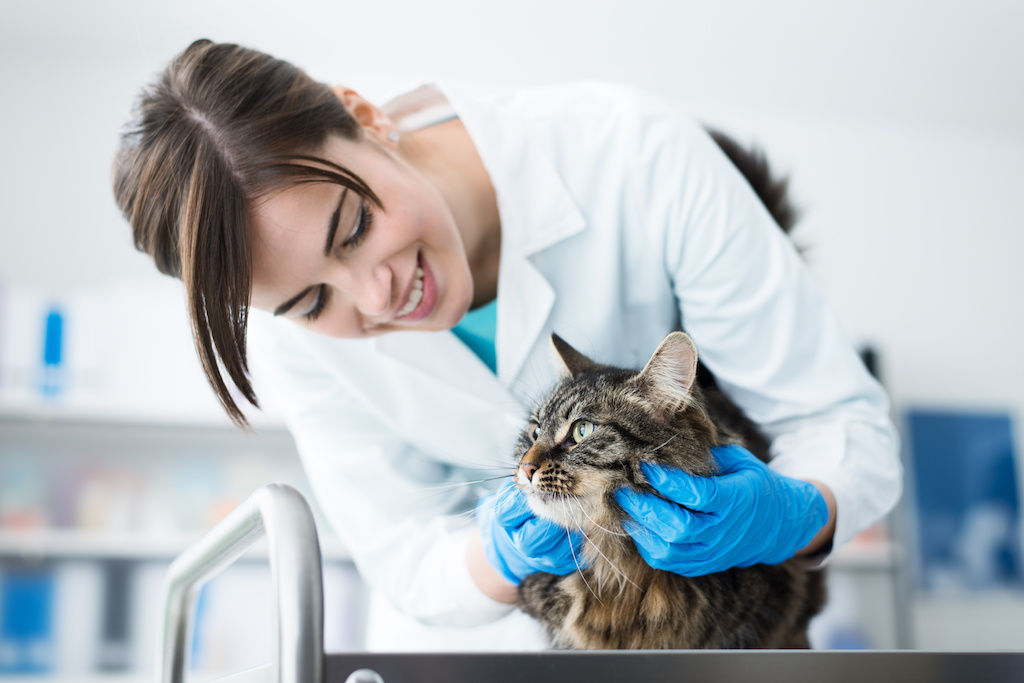 Vet with a cat